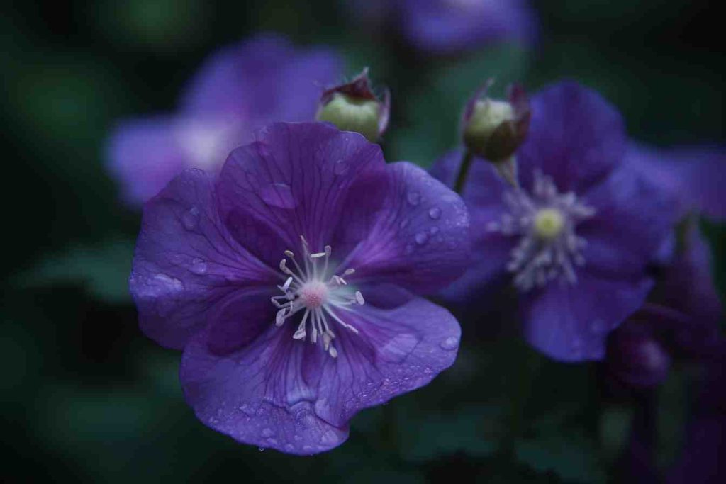 10 Flowers That Represent Taurus Floral Horoscope Foliage Friend Learn About Different