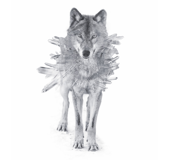Crystal Wolf Art Print