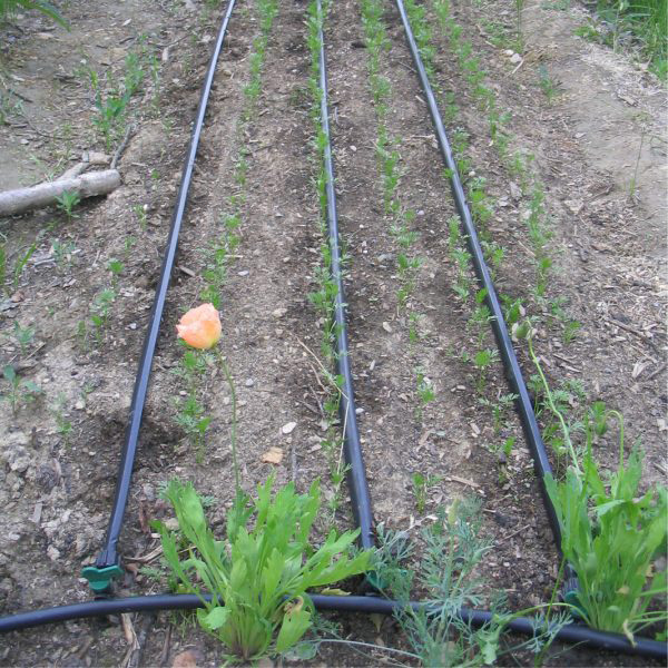 Drip Irrigation Calypso Farm The Folk School Fairbanks