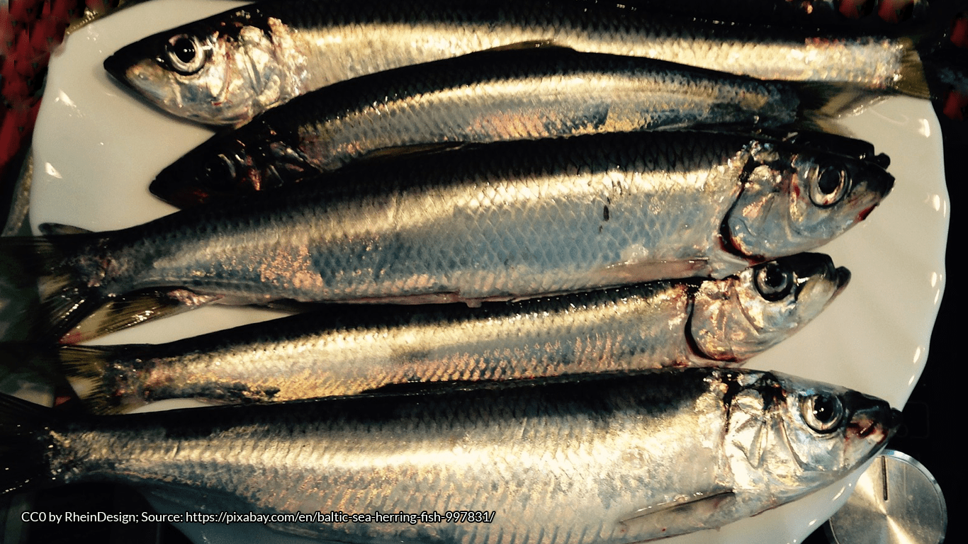 New Year Celebrations Herrings in at Hogmanay? FolkloreThursday