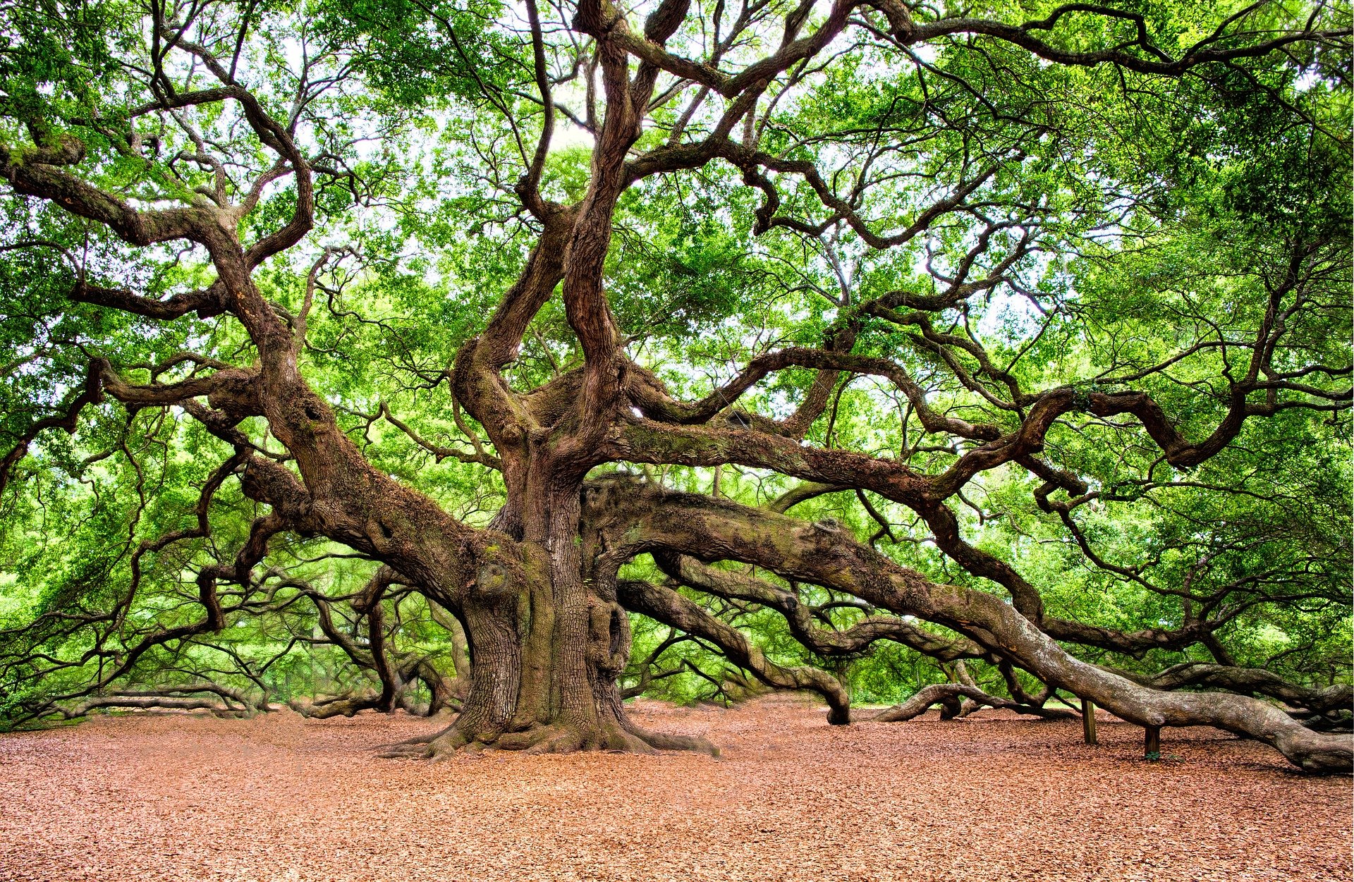 Top 5 Trees in Celtic Mythology, Legend and Folklore FolkloreThursday