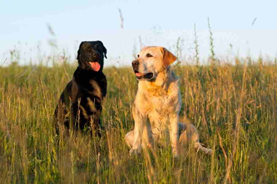 79 Names For Male Labradors
