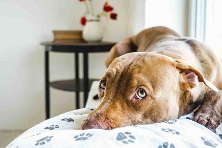 Labrador Home Alone How Long Is Too Long?