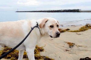 How Long Should You Walk A Labrador A Day? All About