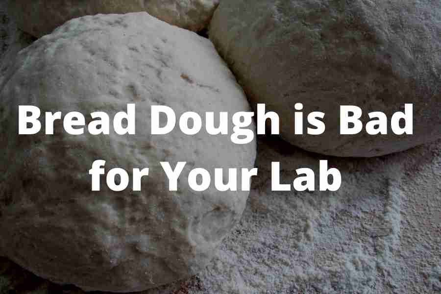 Is Bread Good Foer Dogs