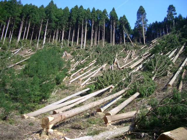 Necessary Human Habits that are harming Ecofriendly