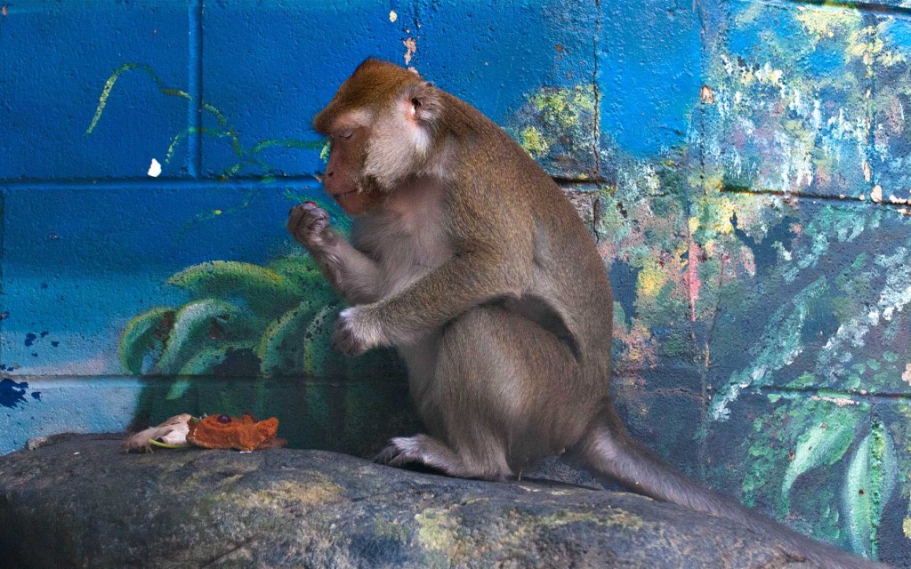Primates Friends of the Folsom Zoo Sanctuary