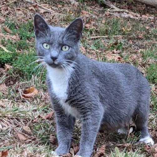 Trap/Neuter/Return Friends of Madison County Animals