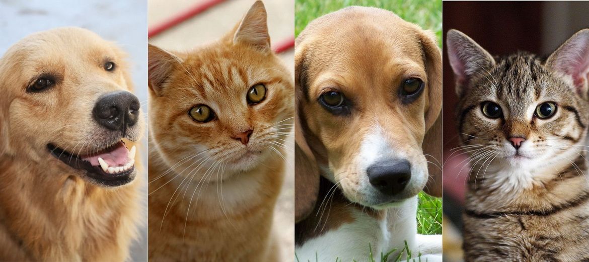 In The News Friends of Newport Beach Animal Shelter