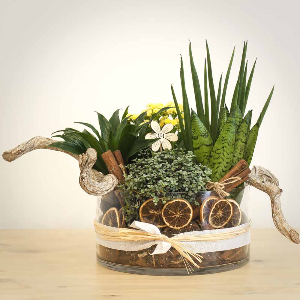 Plantas para regalar composición Ivette Floristería Font de Flors