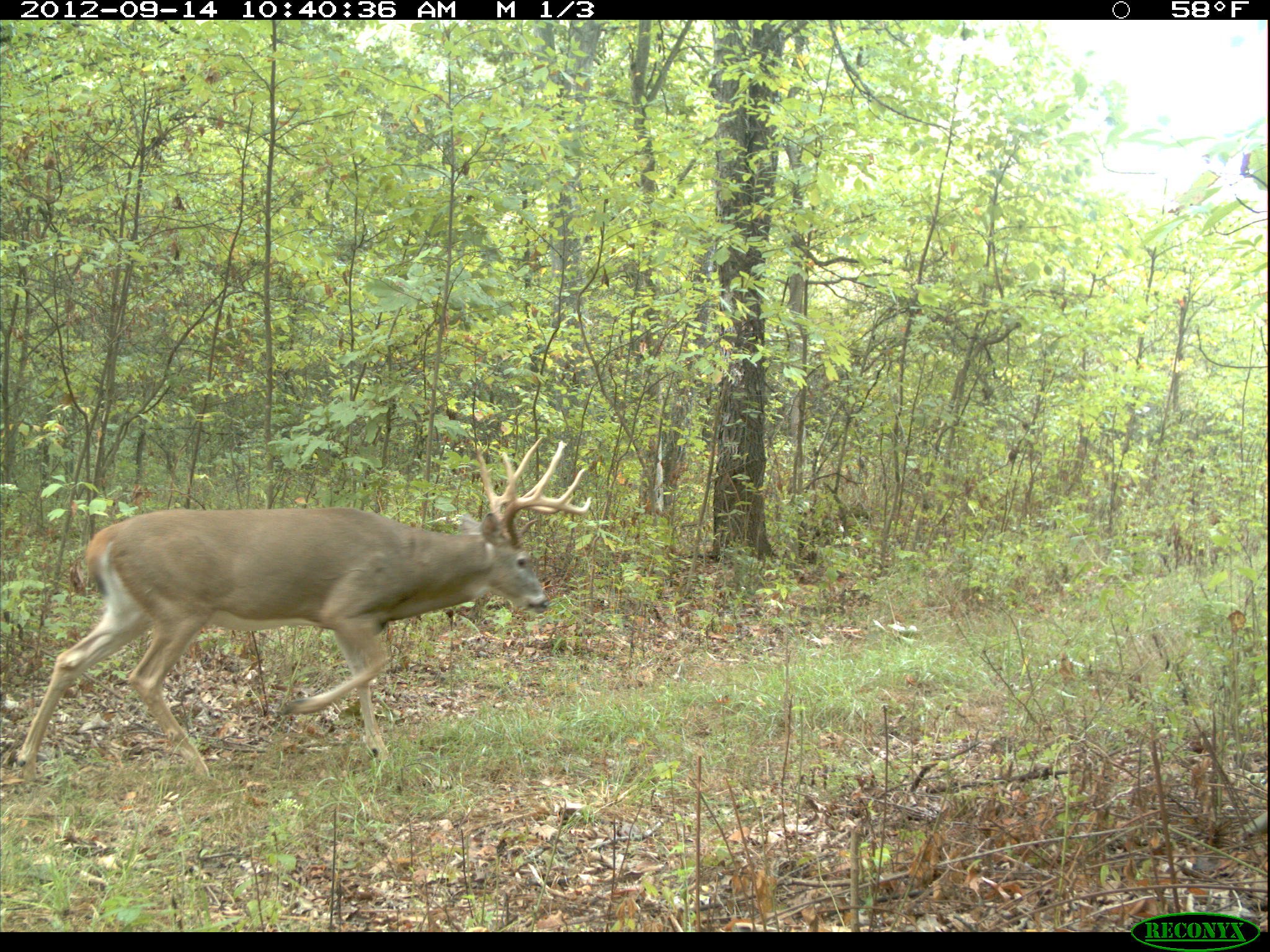 A food plot screen Bartylla's Whitetail Habitat Plans