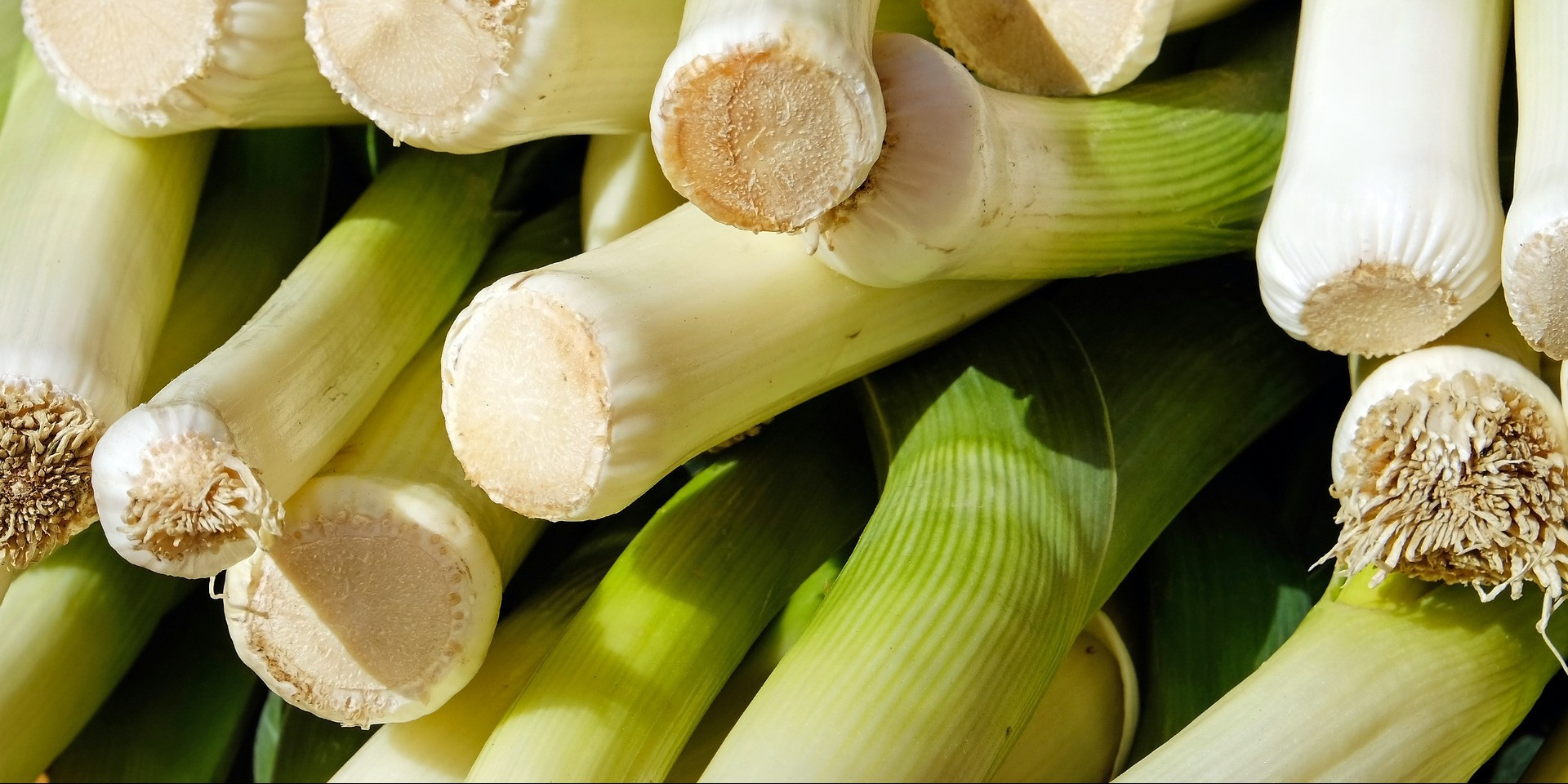 Lauch der gesunde Stängel für jede Jahreszeit Foodahoo Wissen, wo