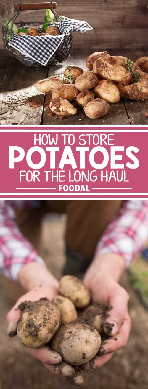 How To Store Potatoes For The Long Haul Foodal