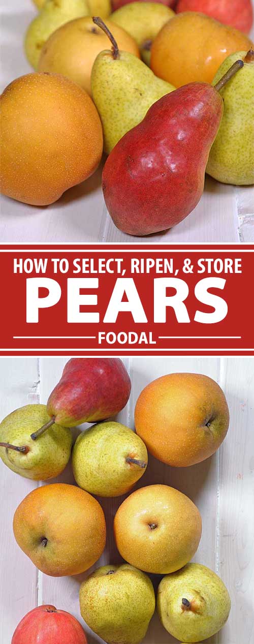 How to Select, Ripen, Store, and Prepare Pears Foodal