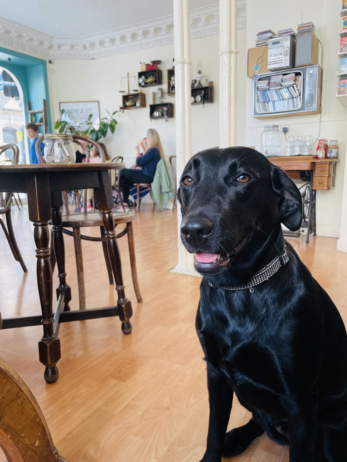 Edinburgh's best dogfriendly cafes share pictures of their favourite