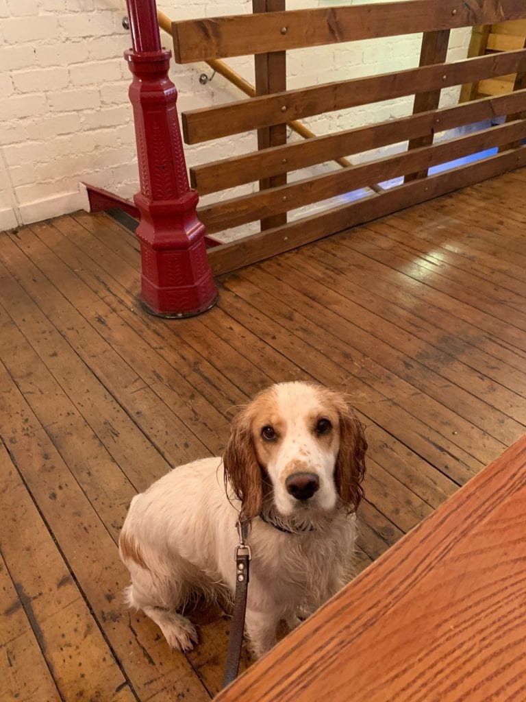Edinburgh's best dogfriendly cafes share pictures of their favourite