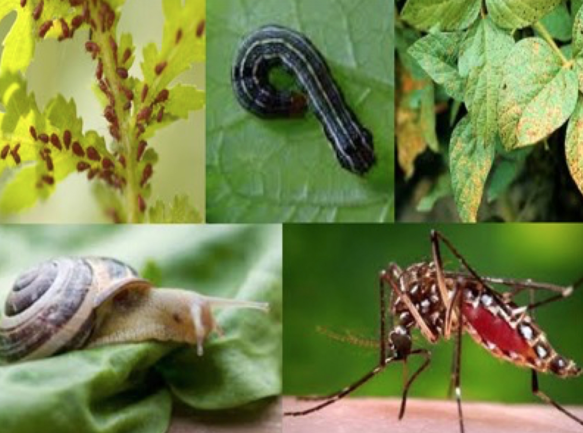 garden pests and diseases Food and Thought
