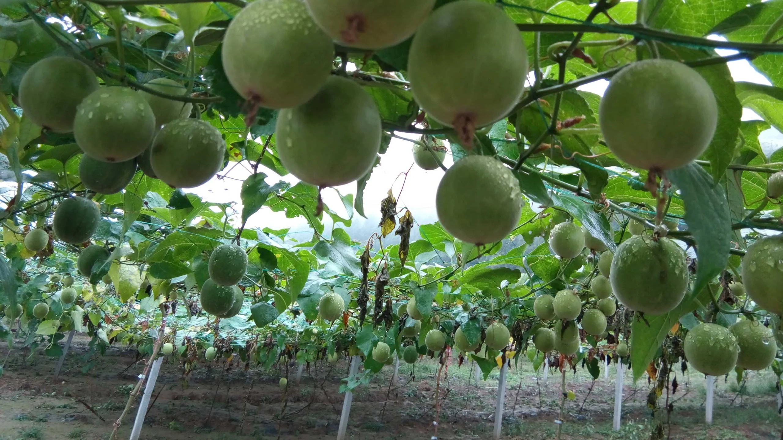 ¿Qué es la fruta del monje y para qué sirve?