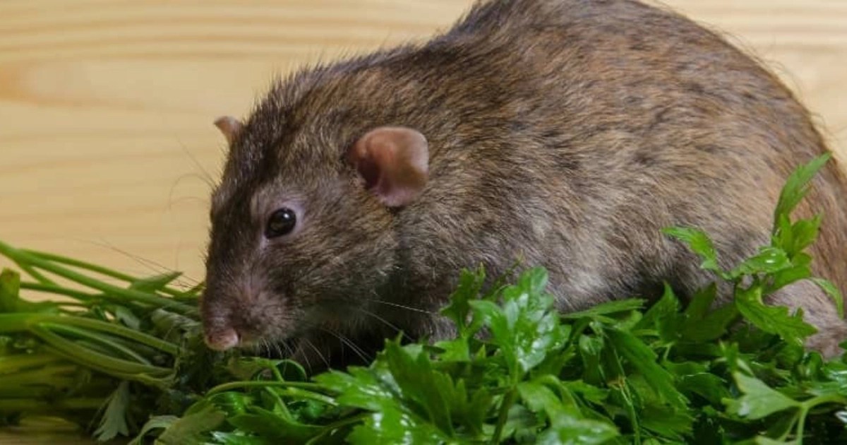 Can Rats Eat Rabbit Food? Expert Tips & Advice