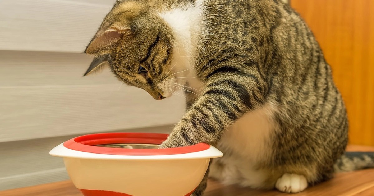 Why is My Cat Throwing Up Undigested Food?