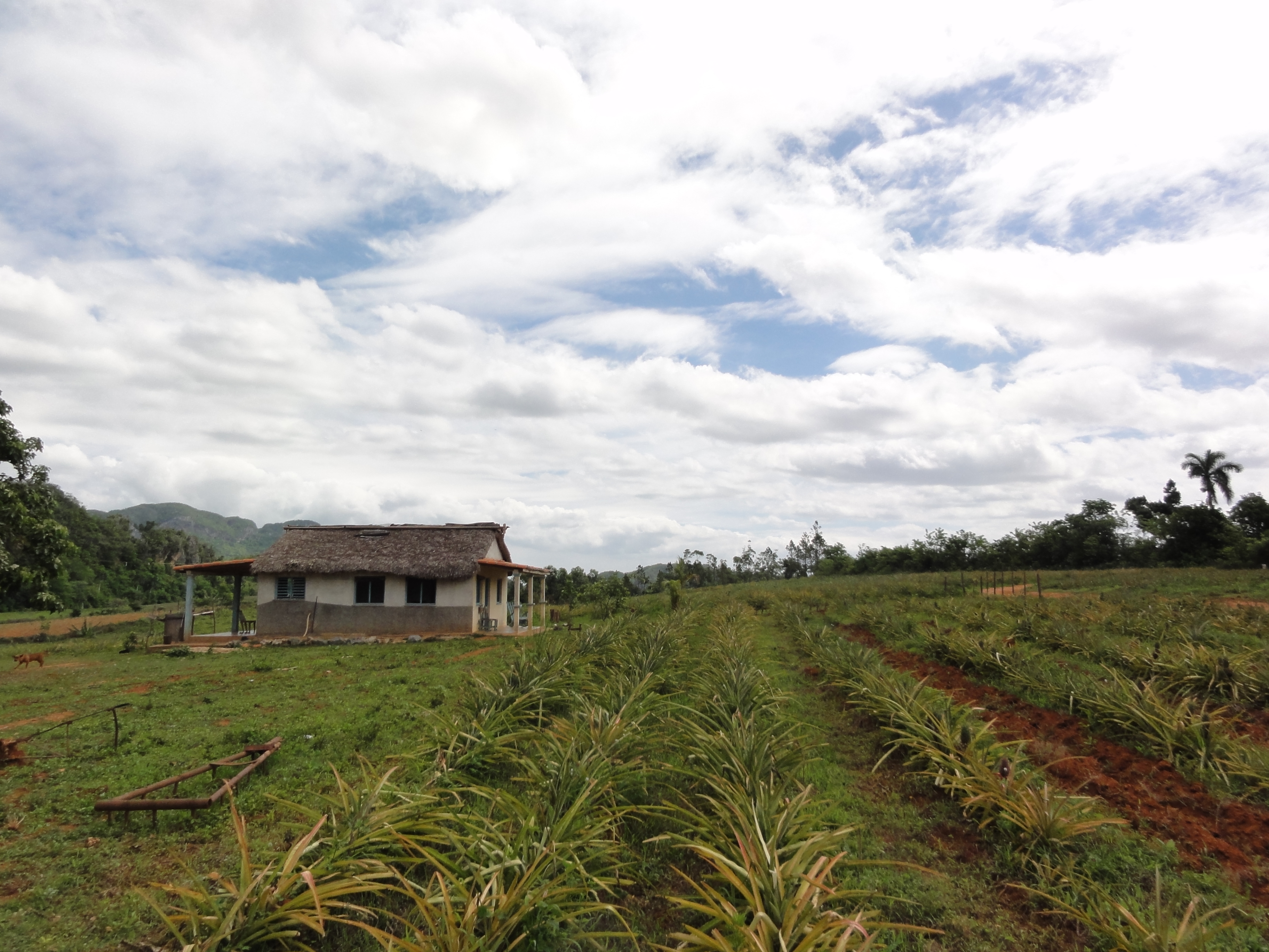 Cuba’s New Agricultural Revolution The transformation of food