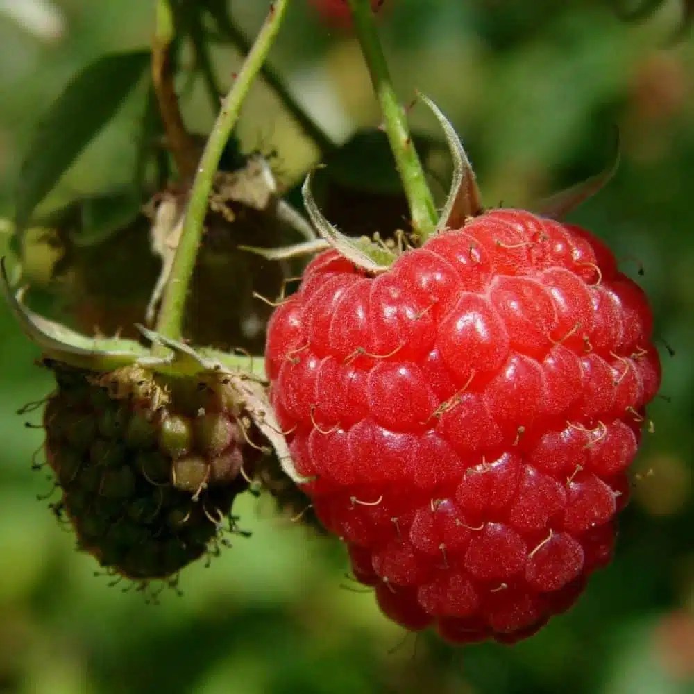 Heritage Red Raspberry Food Forest Nursery
