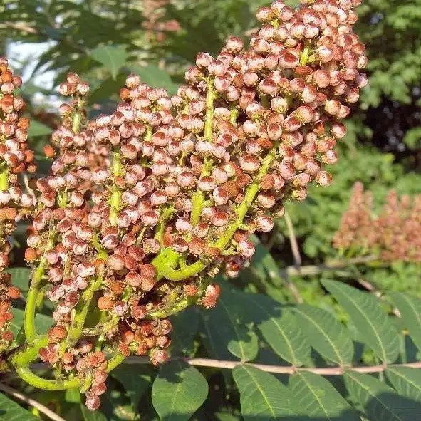 Smooth Sumac Food Forest Nursery