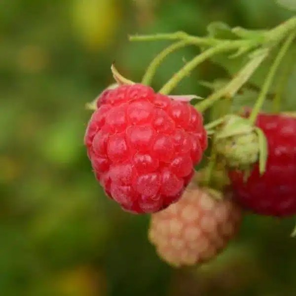 Cascade Delight Raspberry Food Forest Nursery