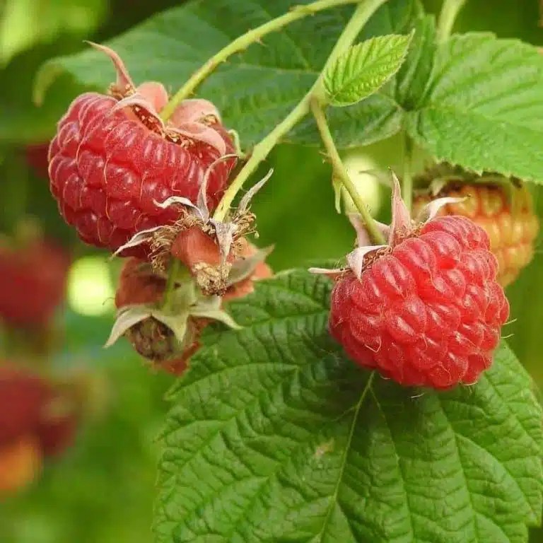Brandywine Purple Raspberry Plant For Sale 612" Bareroot