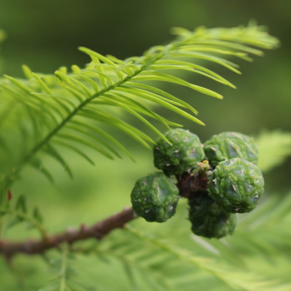Bald Cypress Tree For Sale 12ft Bareroot Organic Seedling