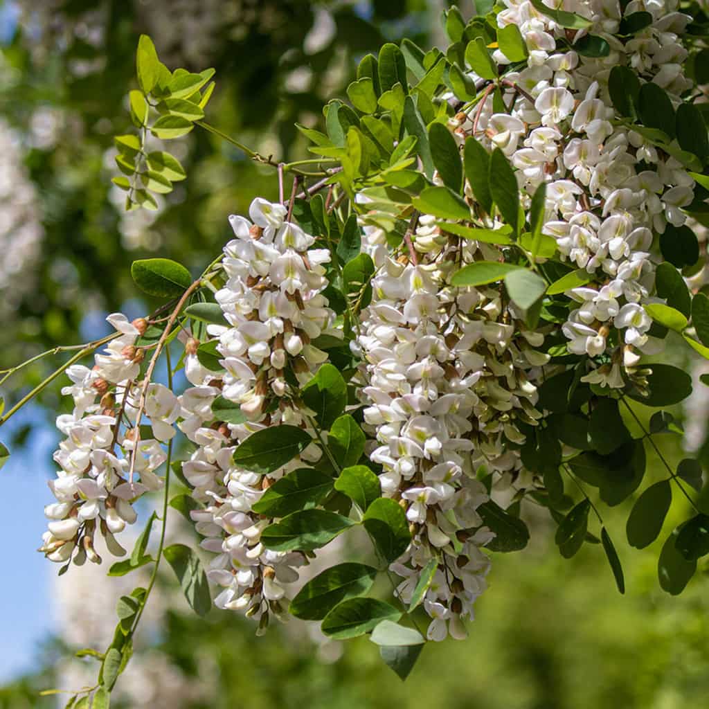 Black Locust Tree For Sale 12ft Bareroot Organic Seedling