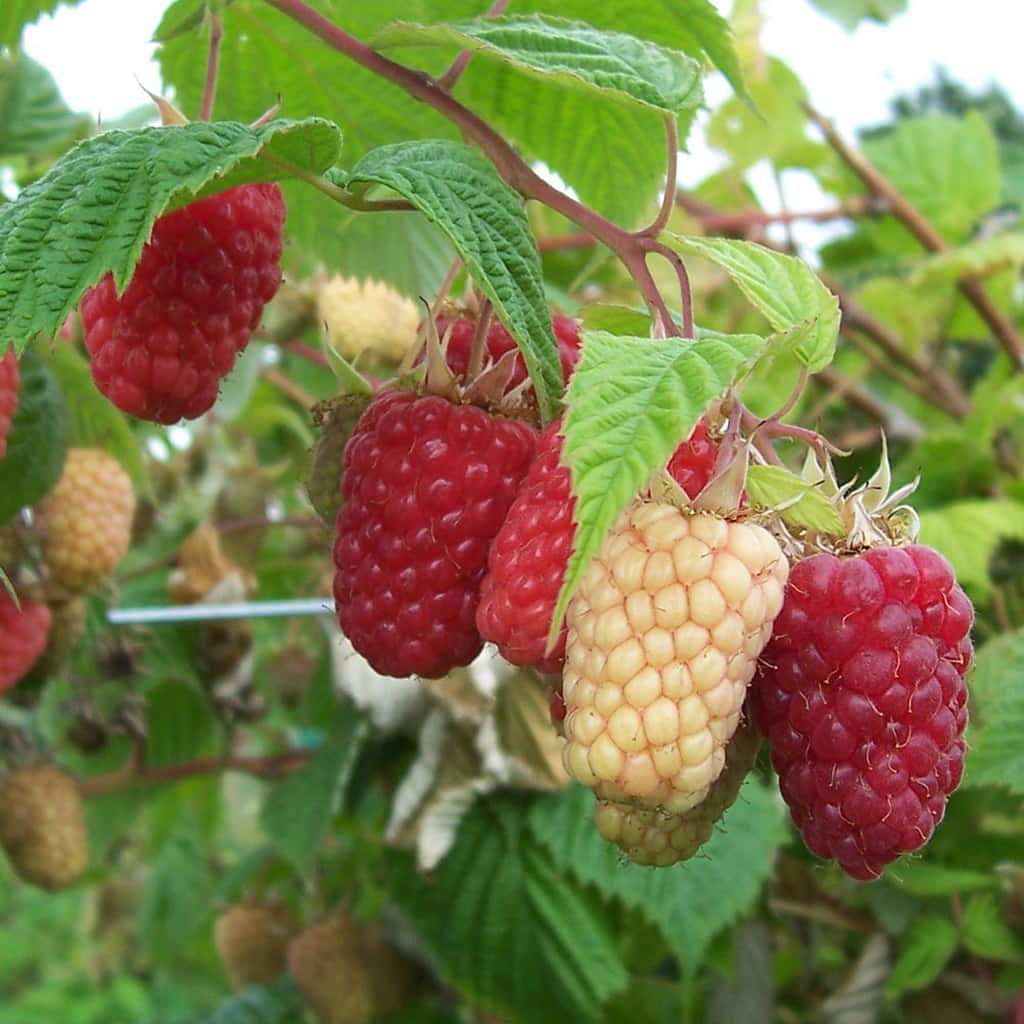 Cascade Delight Raspberry Plant For Sale 612" Bareroot