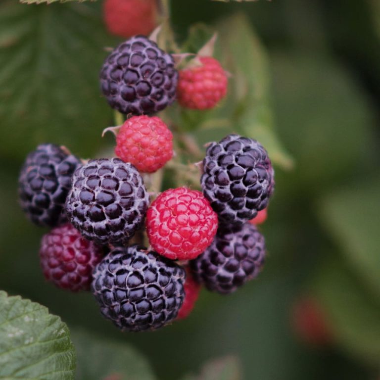 Cumberland Black Raspberry Plant For Sale 612" Bareroot