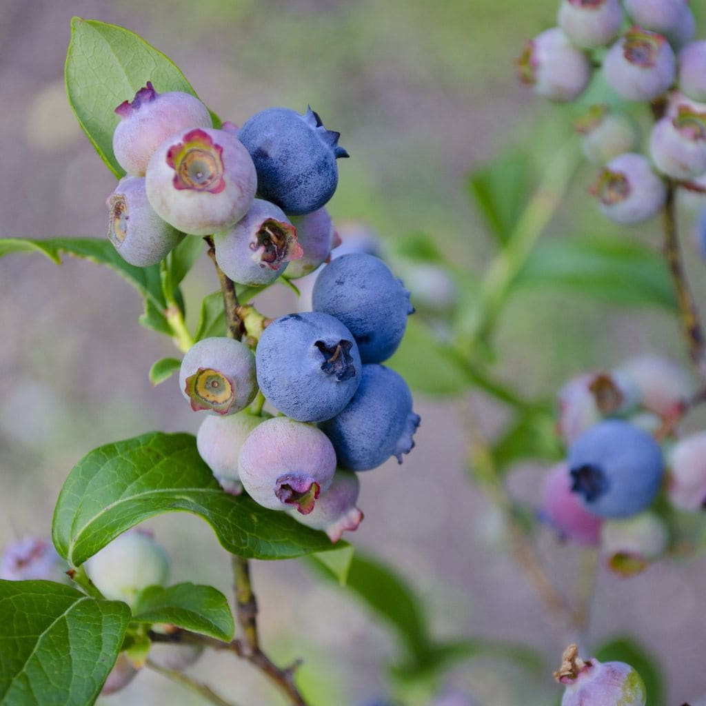 Chandler Blueberry Plant For Sale 612" Bareroot Organic
