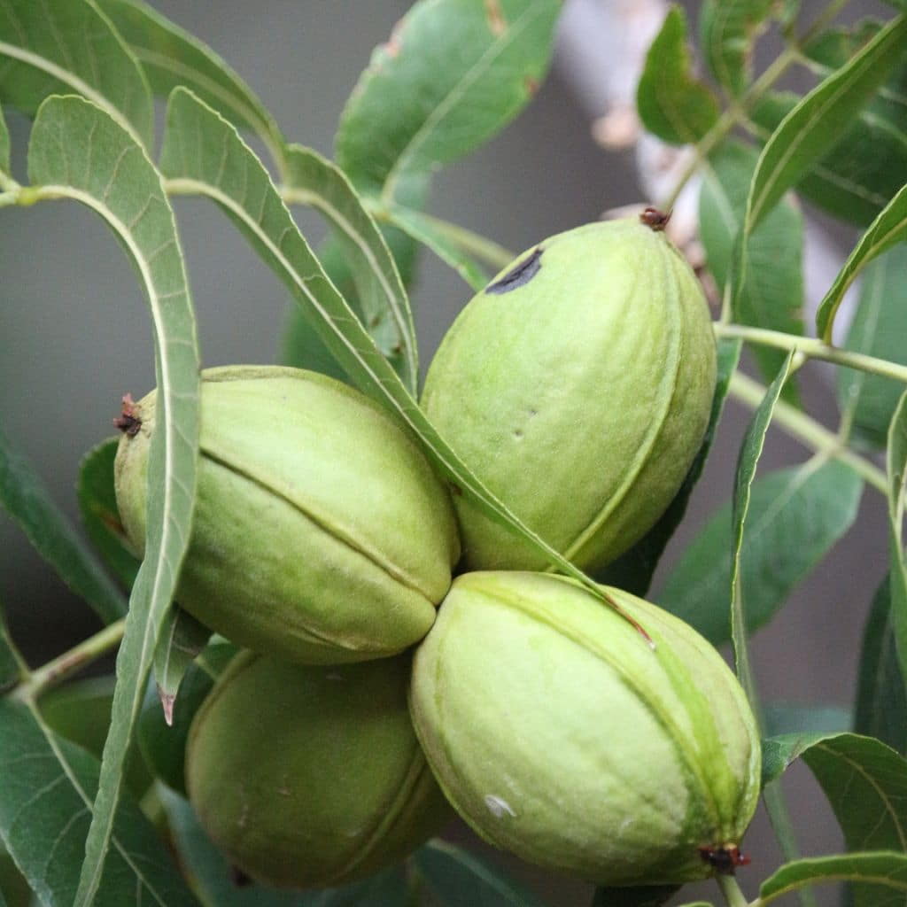 Desirable Pecan Tree For Sale 23ft Bareroot Organic