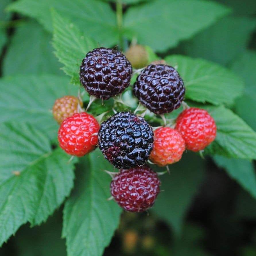 Wild Black Raspberry Plant