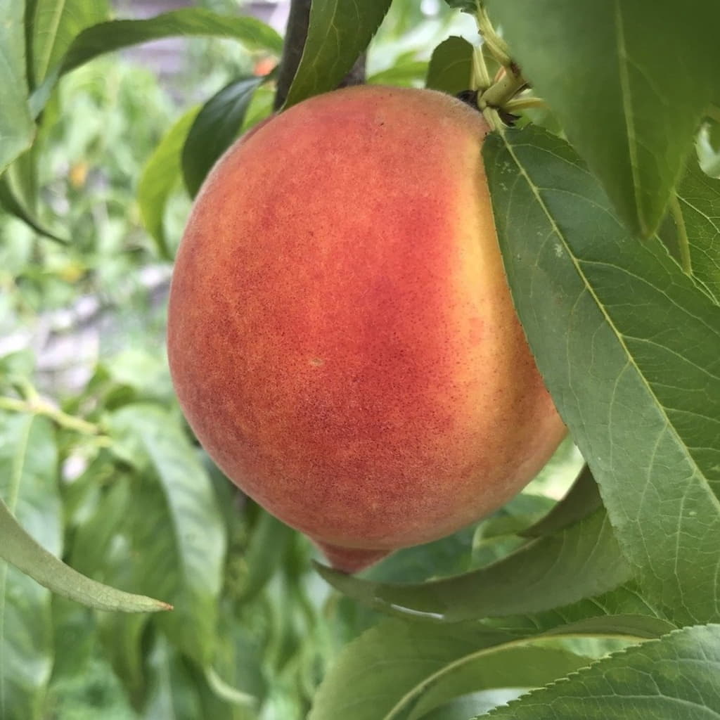 Sam Houston Peach Tree For Sale 45ft Bareroot Organic