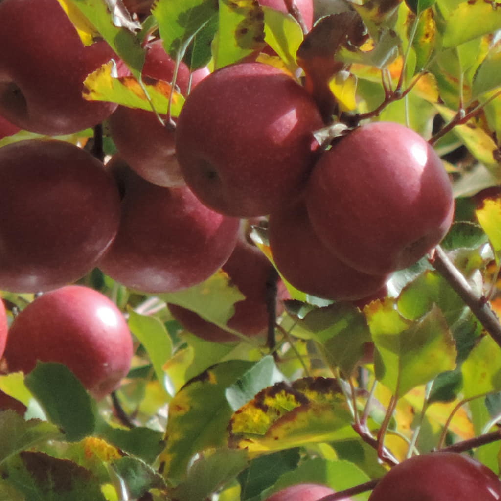 Pink Lady Apple Tree For Sale 45ft Bareroot Organic