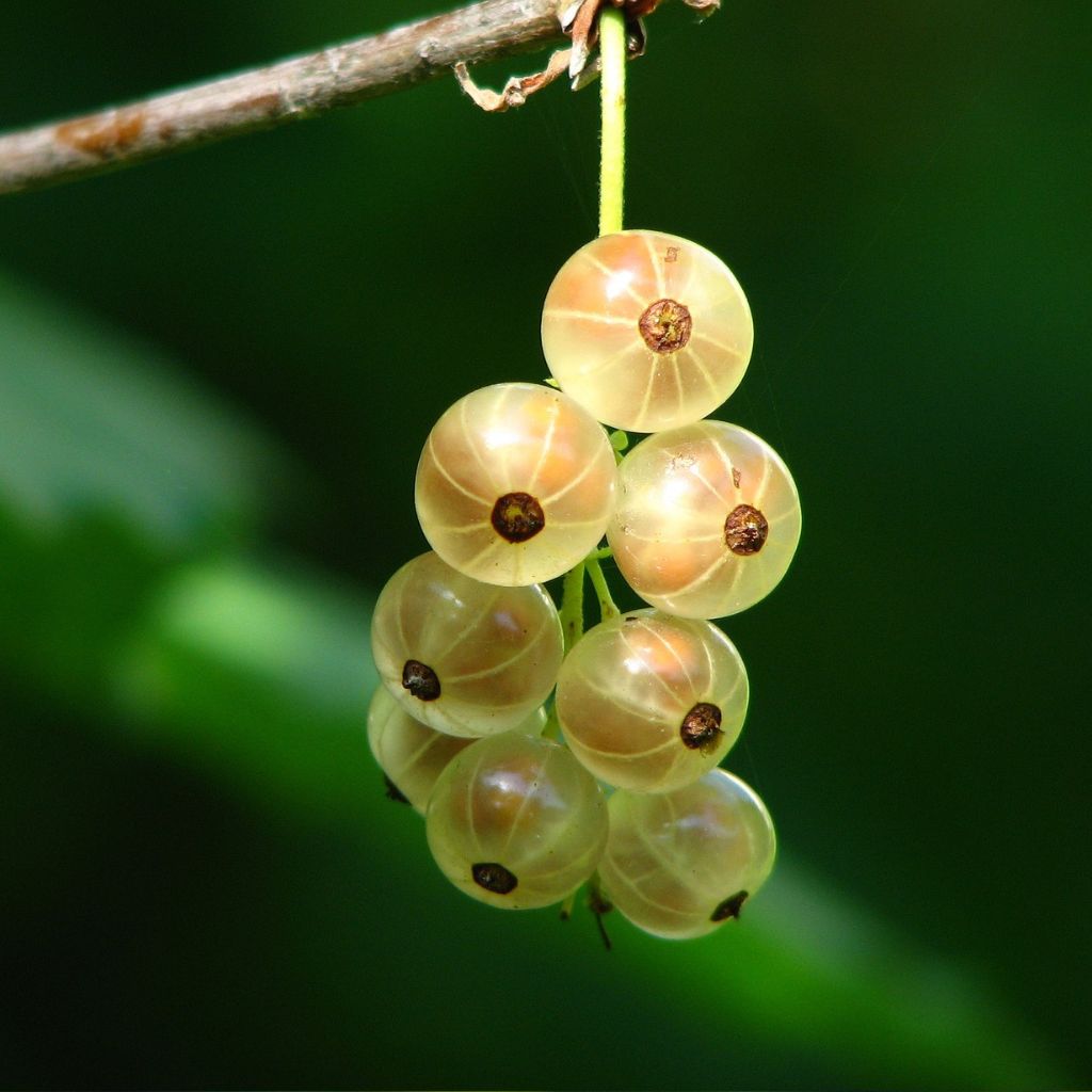 Perfection Red Currant Plant For Sale 612" Bareroot