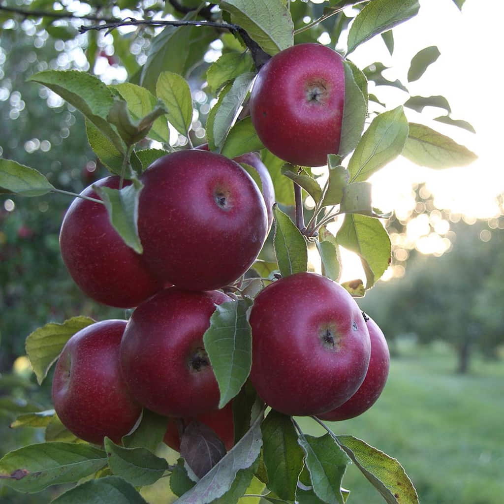 Red Apple Tree
