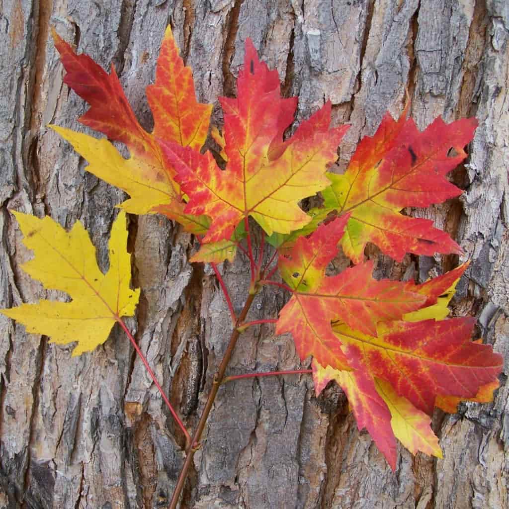 Silver Maple Tree For Sale 12ft Bareroot Organic Seedling