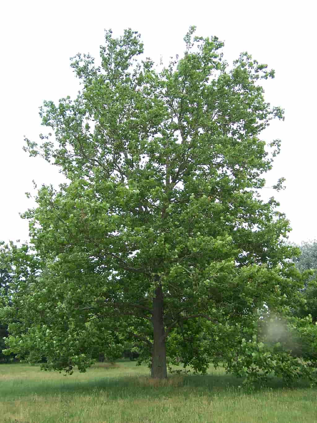 Sycamore Tree For Sale 12ft Bareroot Organic Seedling