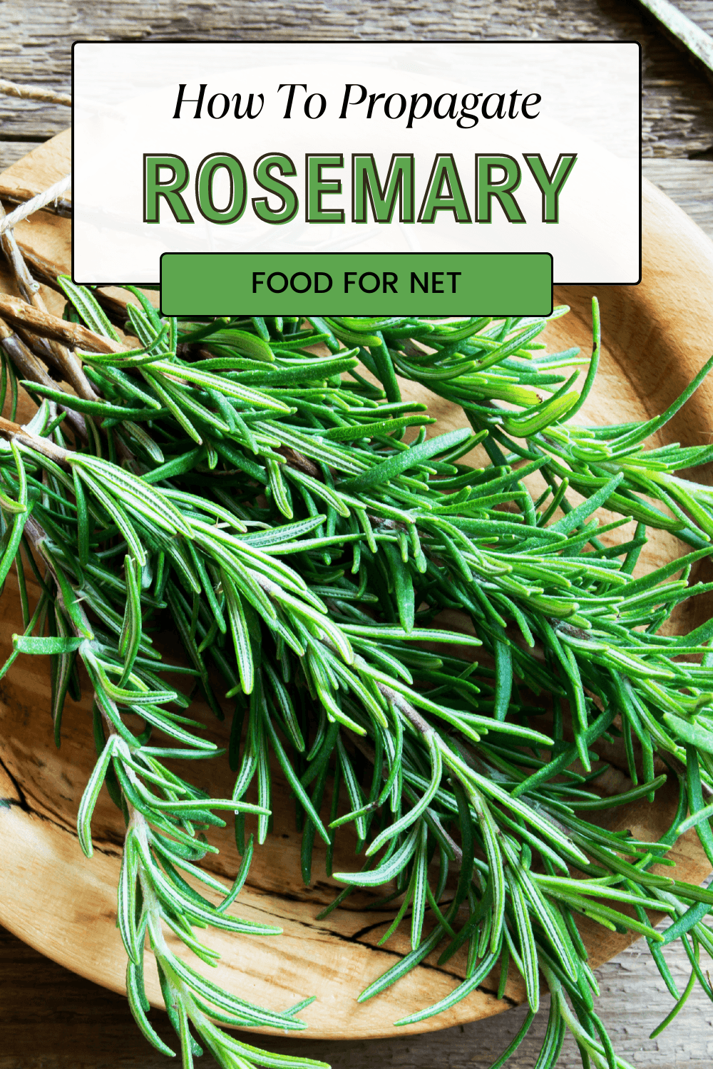 How To Propagate Rosemary From Cuttings Food For Net