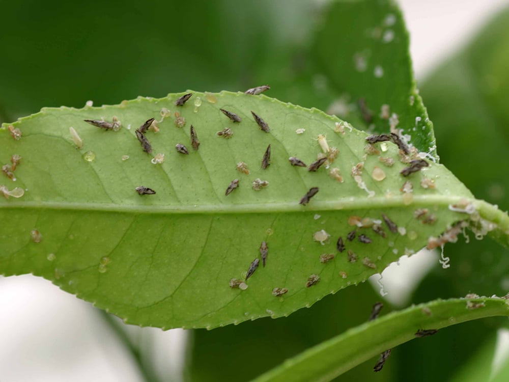 What is Asian Citrus Psyllid? Food Forward