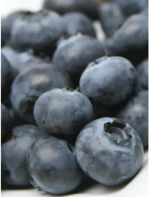 The 15 Best Blueberries To Grow in 2024 Food Gardening Network