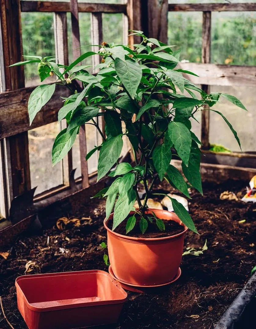 Is Growing Jalapeños In Pots Easy?