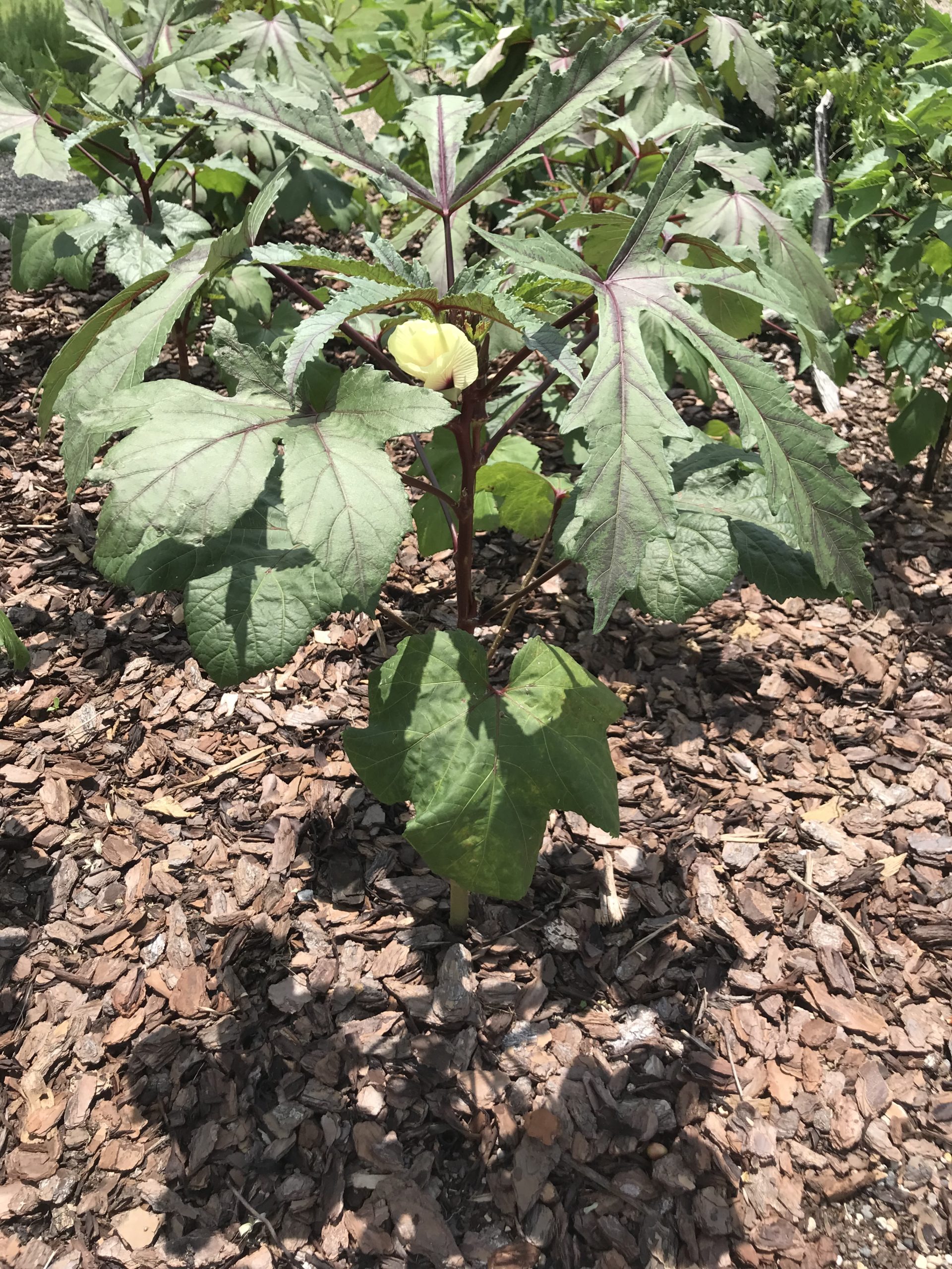 Okra Growing at Bok Tower Gardens Foodie Pat