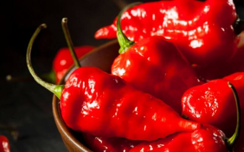 Carolina reaper pepper vs habanero dikipos