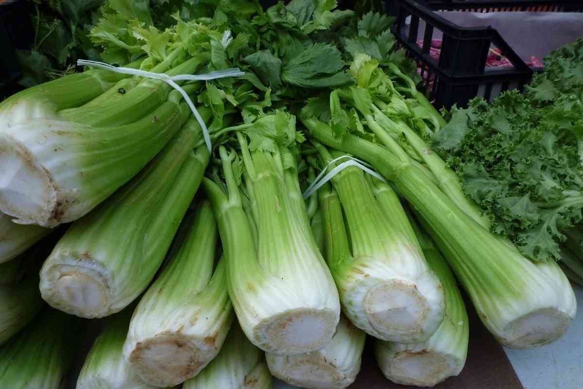 Does Celery Need To Be Refrigerated?