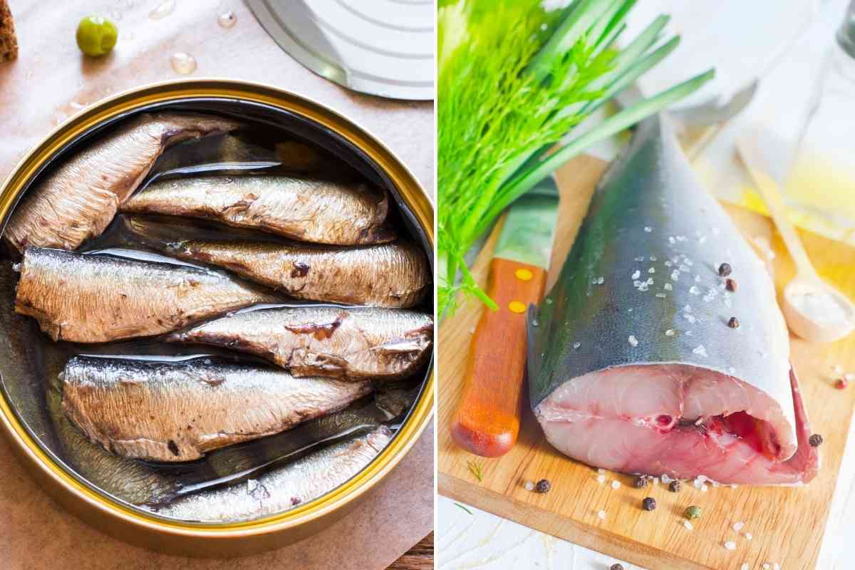 Sardine Vs Tuna Are They The Same?